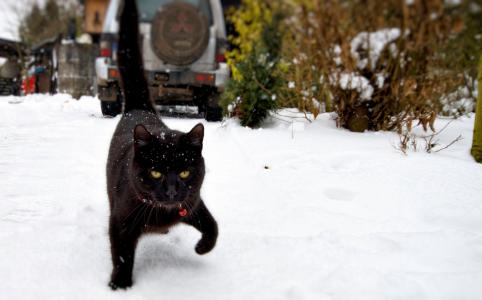 一只黑猫在雪地上行走
