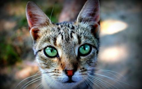 富有表现力的绿色的眼睛在一只猫