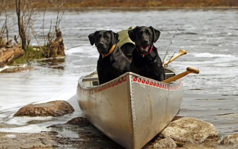 两条黑色的狗在船上