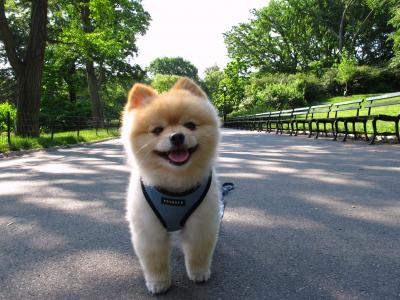 博美犬Pomeranian散步