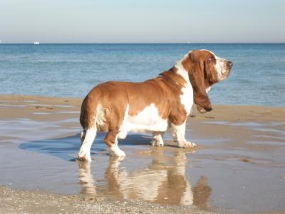 在海附近的成人短腿猎犬