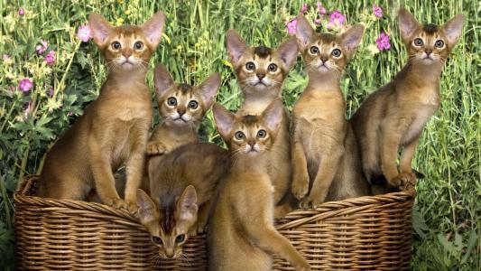 阿比西尼亚品种小猫篮子