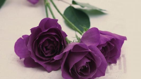 在一张轻的桌上的紫色玫瑰