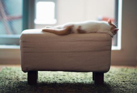 小猫睡在软垫凳子上