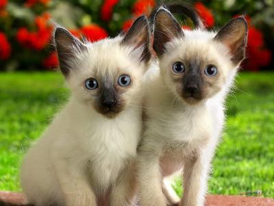 两个小暹罗小猫在露天