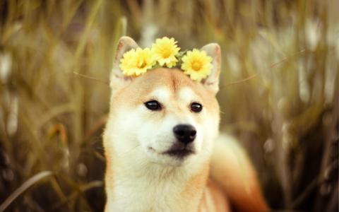 狗在他头上的花朵