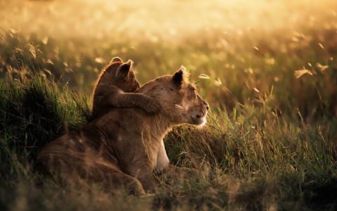 狮子拥抱他的母亲