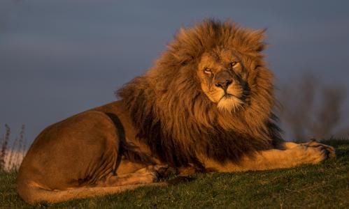 大严肃的狮子躺在绿草地上
