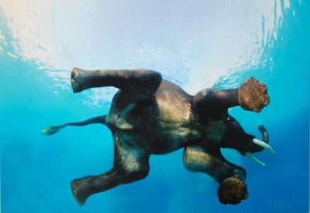 一头大象从下面的水中的照片