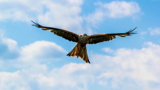 掠食性的游隼鸟在天空中飞翔