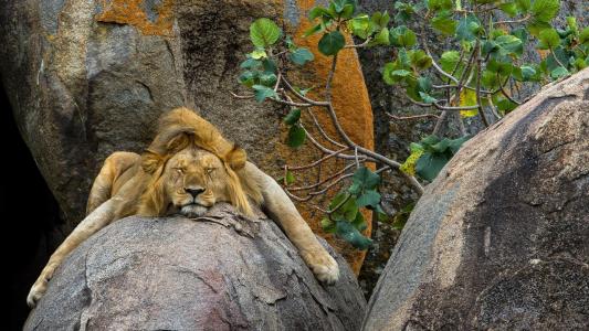 狮子甜美地睡在动物园的一块石头上