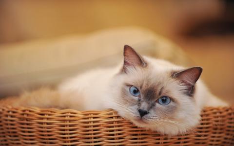 毛茸茸的暹罗猫在秸秆篮子里
