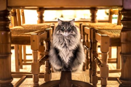 一只大灰猫坐在桌子下面