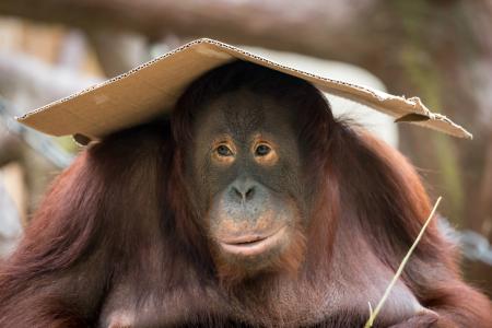 一只大猩猩的头上坐着一块硬纸板