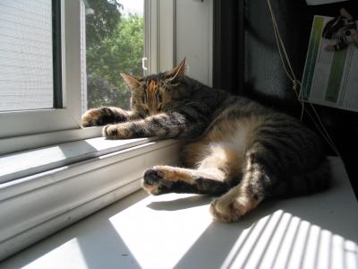 猫睡在窗边