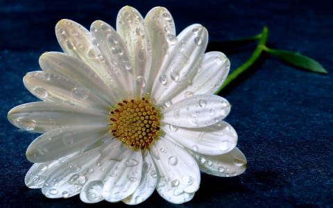 在蓝色背景上的露珠水滴精致的白色雏菊