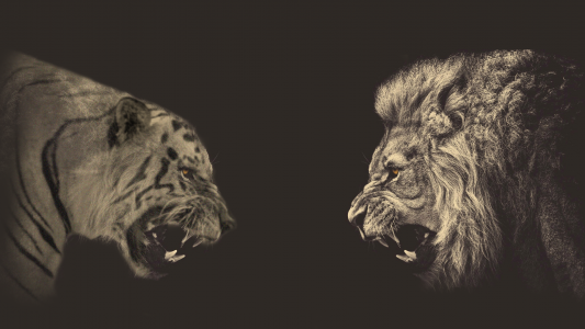会议狮子和老虎，灰色的背景
