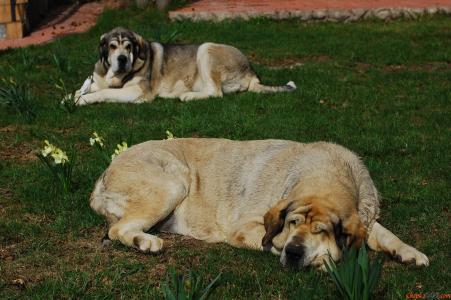 西班牙獒躺在草地上