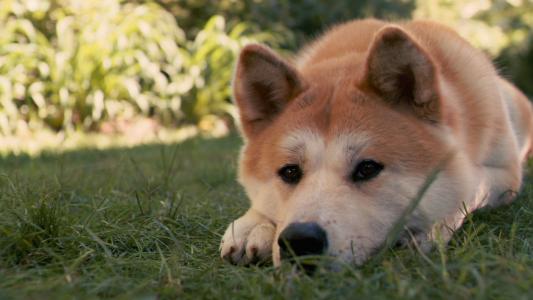 美丽的秋田犬是伤心的