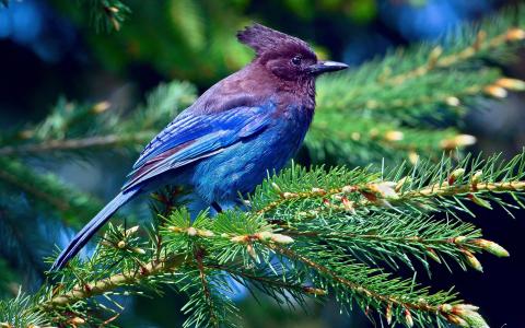 在一个针叶树分支的蓝bird