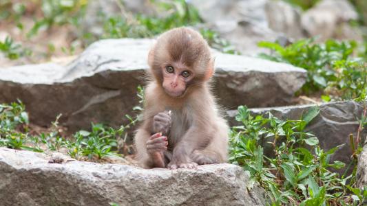 迷人的小日本猕猴坐在一块岩石上
