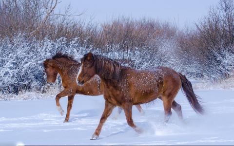 在雪中奔跑的马