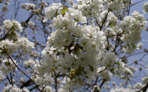 酸樱桃树在春天
