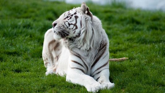 白老虎在草地上