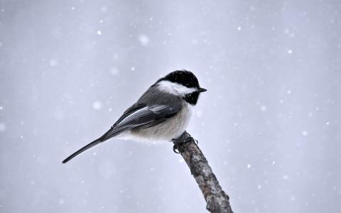 鸟在雪地里