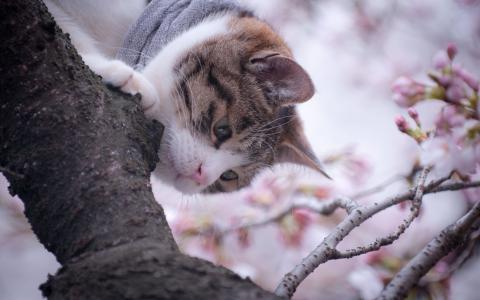 猫从树上下来