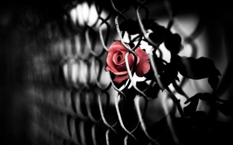 红玫瑰被困在篱笆里