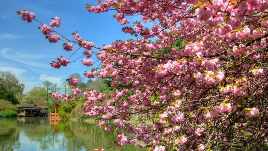 河沿开花的樱桃树