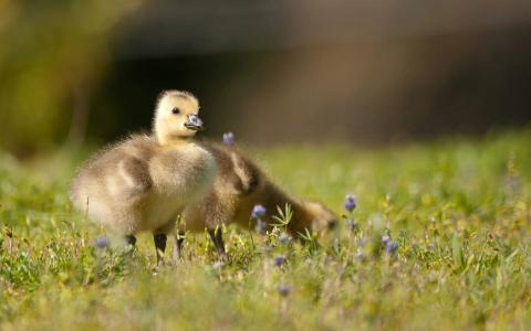 小鸭在草地上