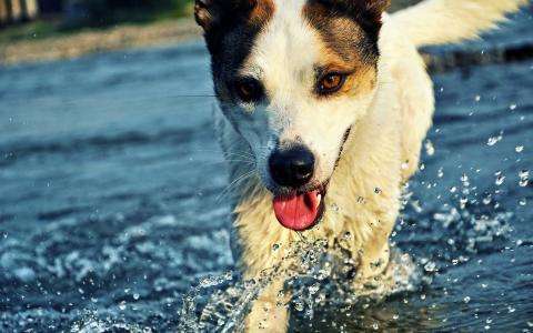 快乐的狗在水中运行