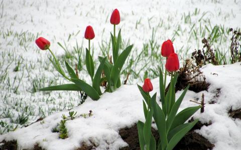 红色郁金香在雪中