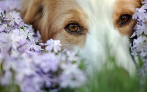 狗通过鲜花