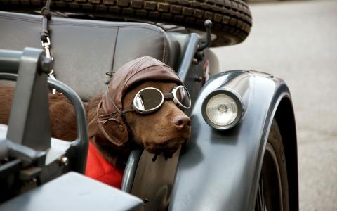 与飞行员眼镜的甜狗