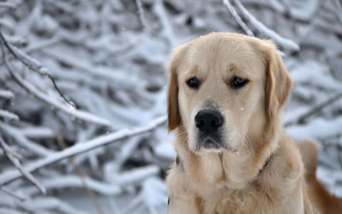 在雪中伤心的狗