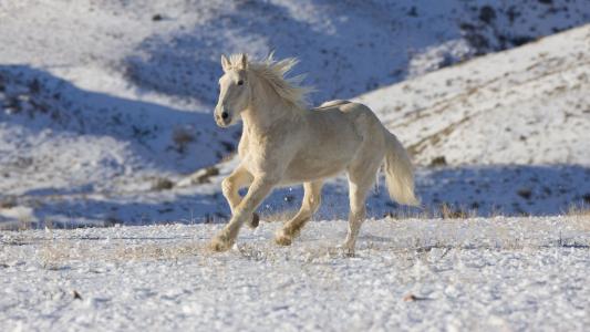 在雪中奔跑的白马