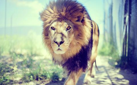 庄严的狮子