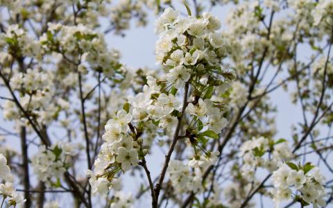 酸樱桃树在春天