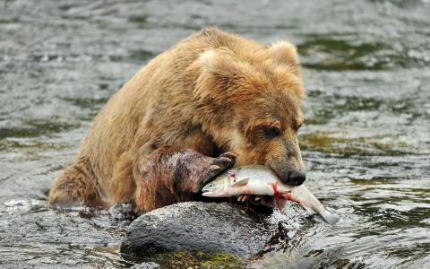 熊吃鱼