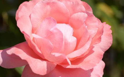 精湛的粉红玫瑰