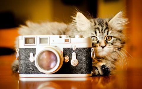 小猫拍照