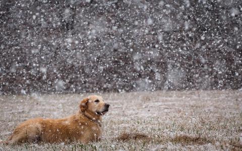 享受雪的狗