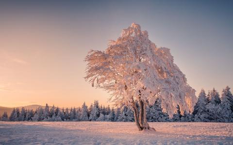 冻结的树