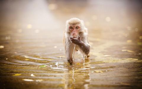 猴子饮用水