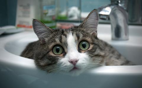 猫在水槽里