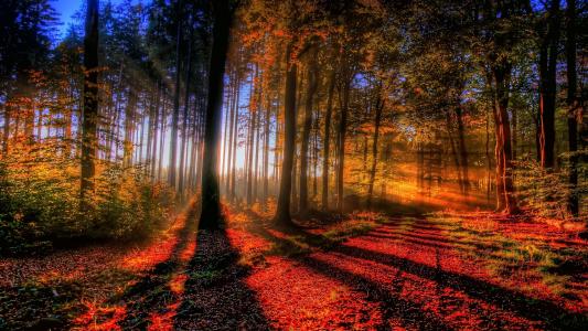 阳光照射秋天的森林