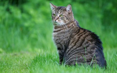 细心的猫在草地上